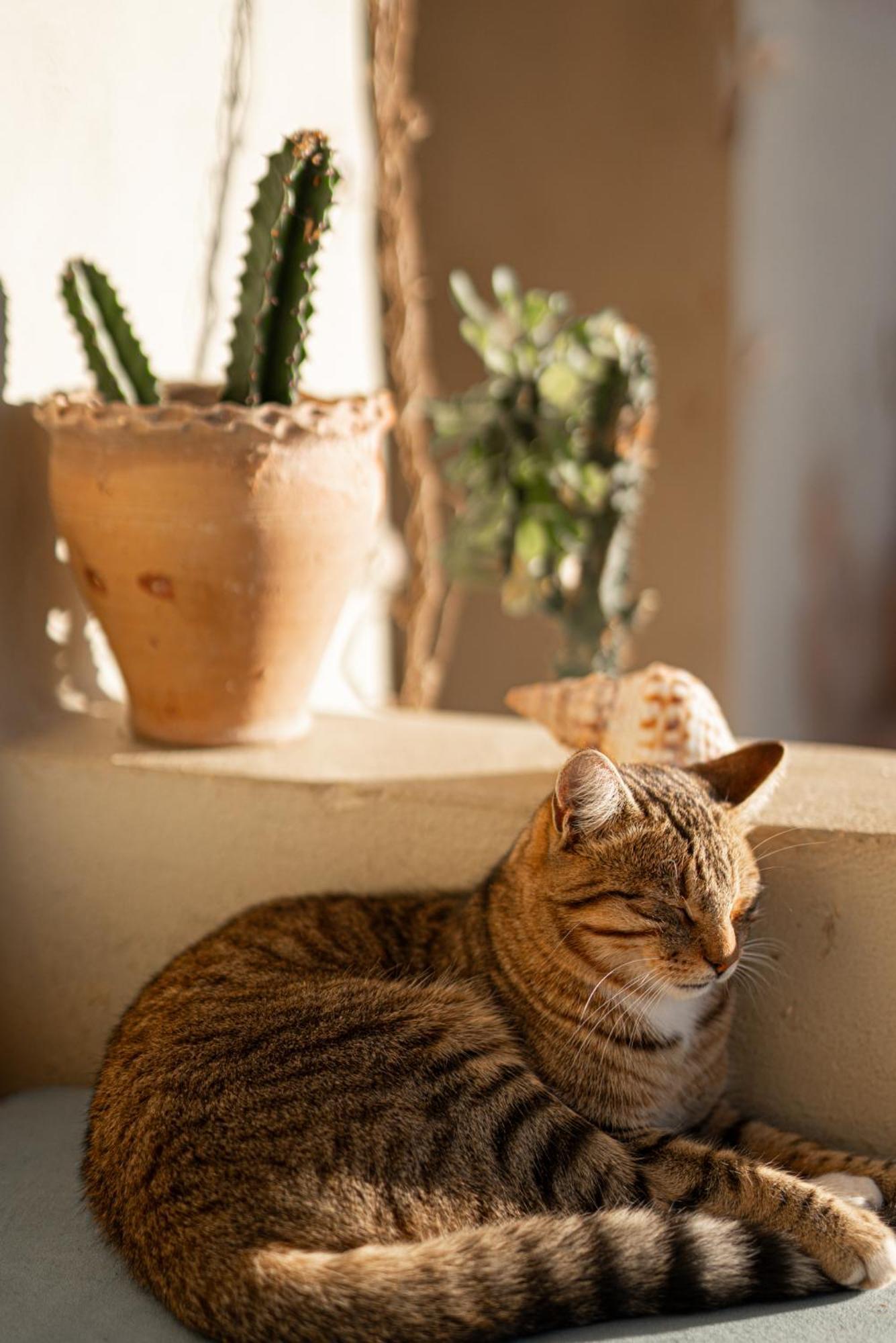 Dar Afoulky Maison D'Hotes Sidi Kaouki Exteriör bild